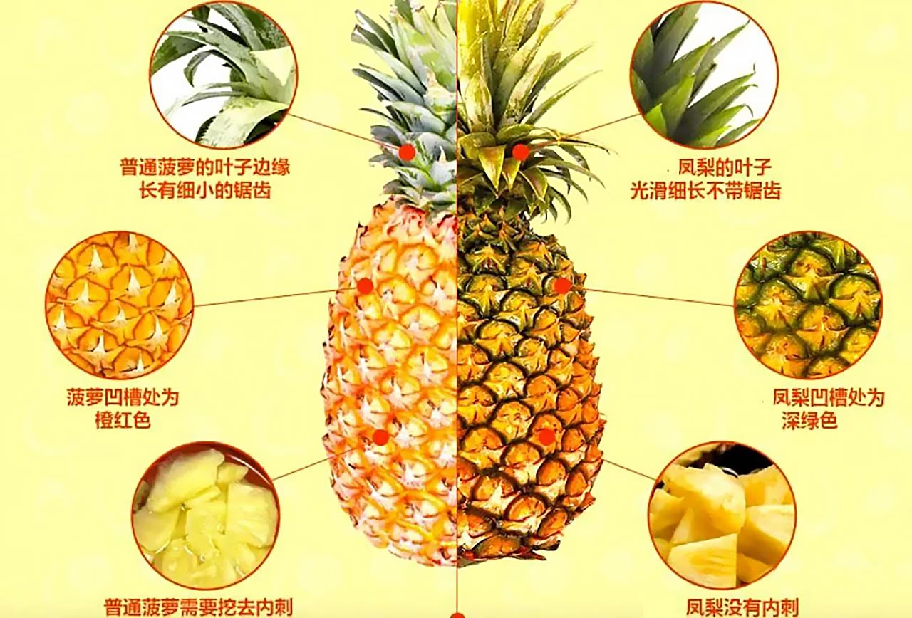 菠萝与凤梨的区别，六大差异教你你如何区分-凌云博客